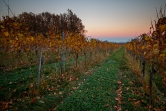 IMG_8726 Herbst im Weingarten ID0506 Doc